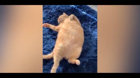 So Cute Cat Vary Funny Video