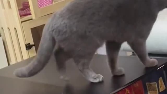 What a clever cat