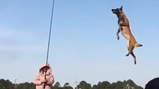 Flying dog, leash your dog to fly in the sky