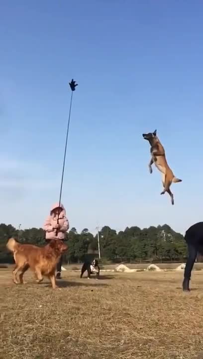 Flying dog, leash your dog to fly in the sky