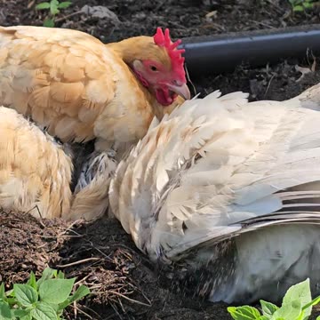 OMC! How does Whitey not get dirt in her little eyeballs? She is something else! #white #shorts #hen
