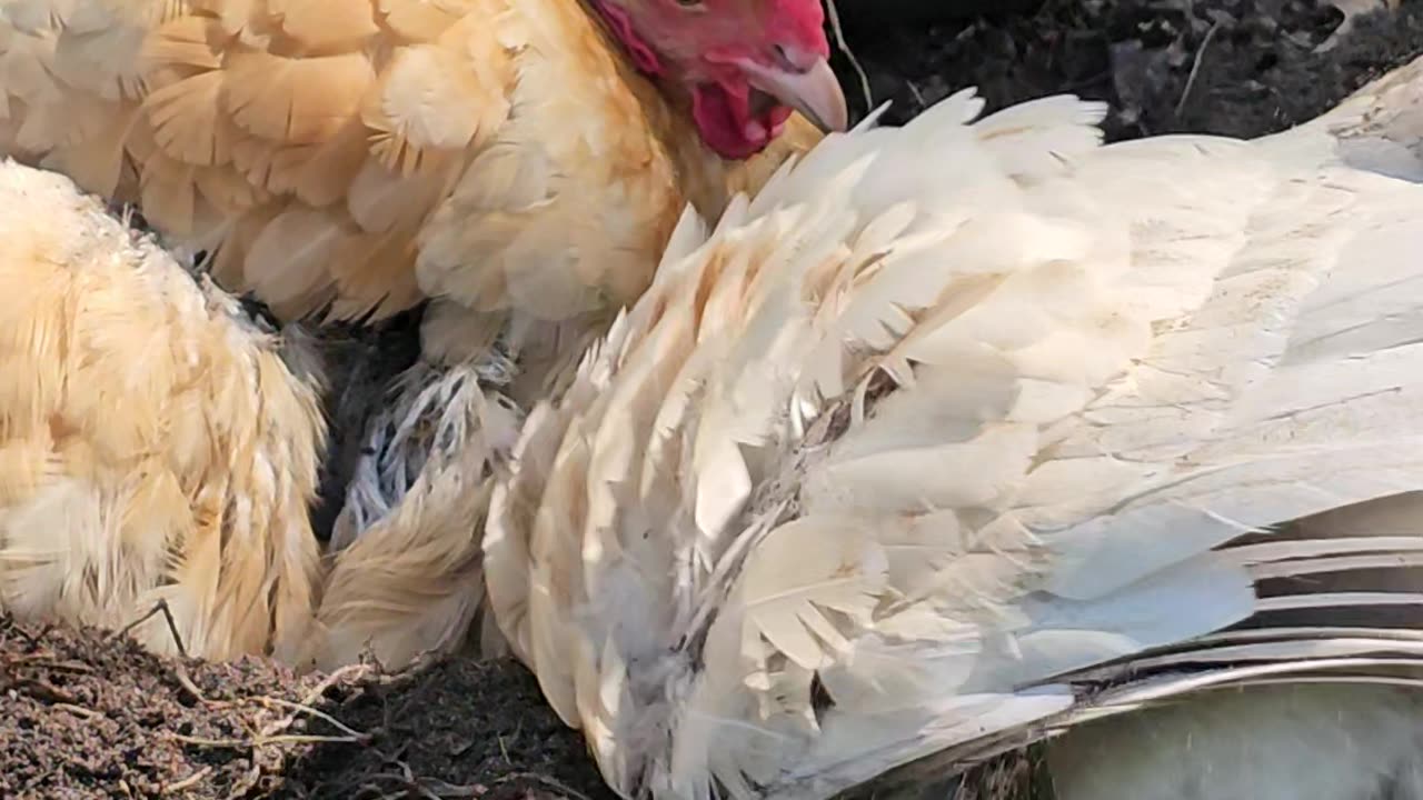 OMC! How does Whitey not get dirt in her little eyeballs? She is something else! #white #shorts #hen