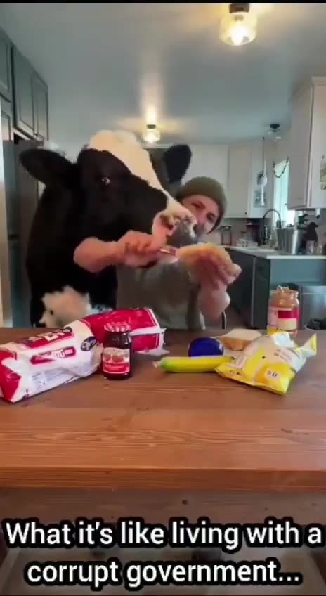 A hungry Cow
