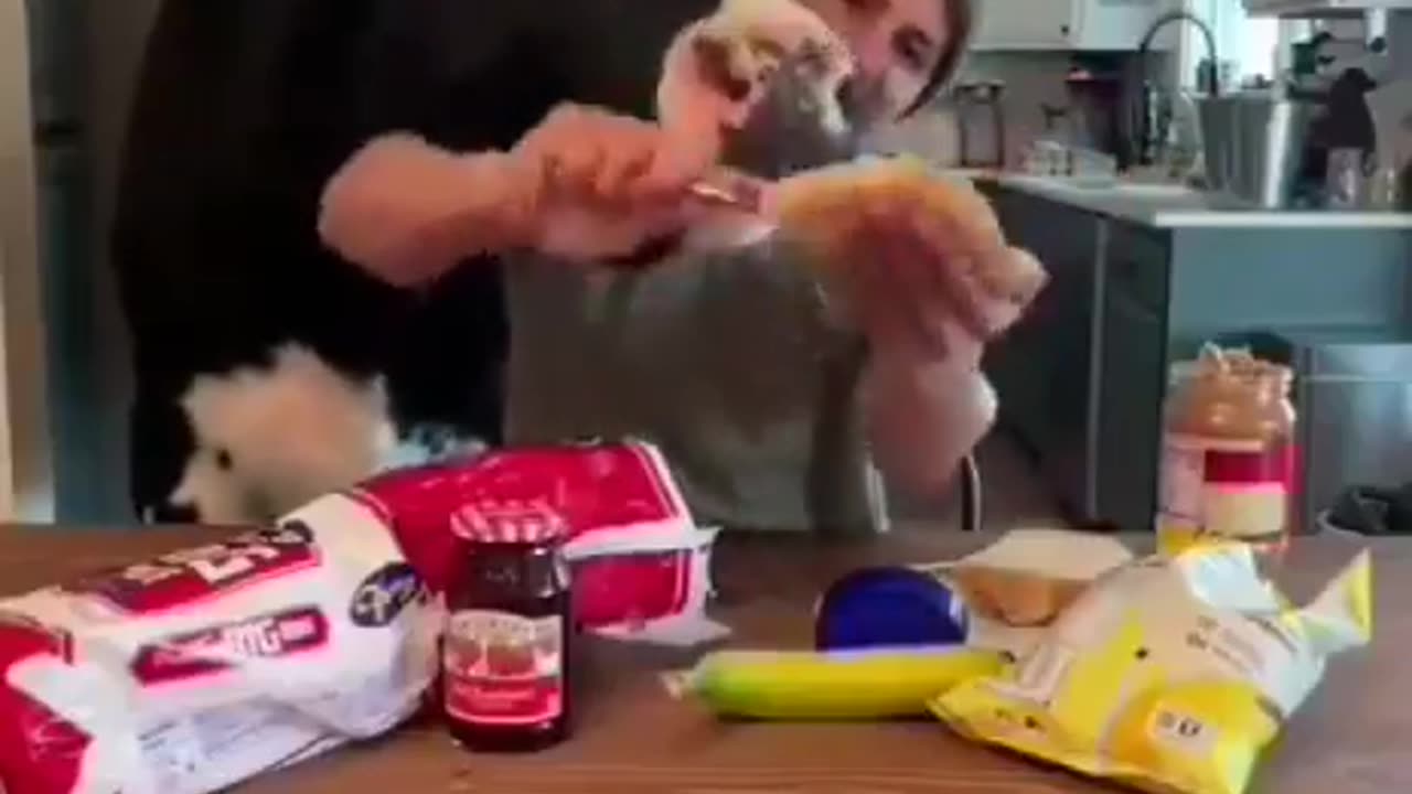 A hungry Cow