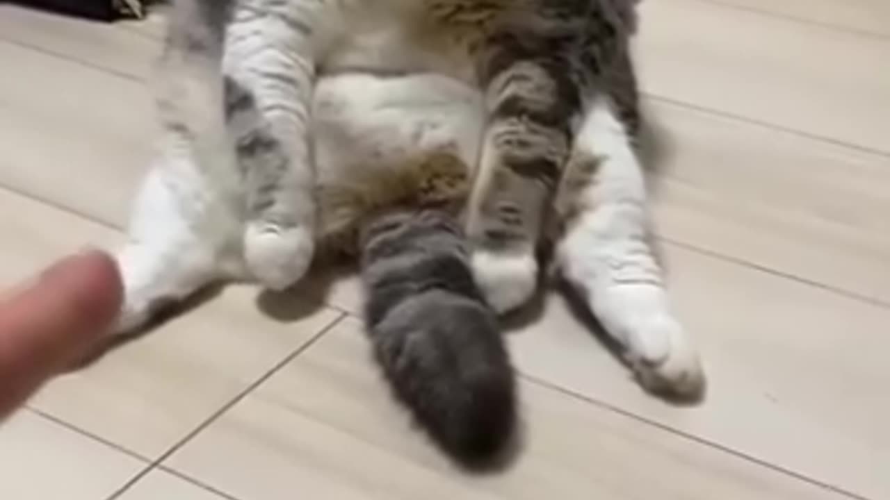 Funny acting cat