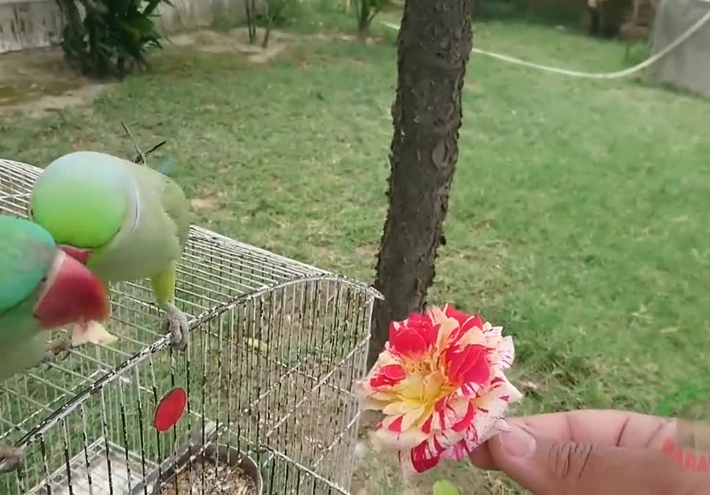 A beautiful parrot while he eats his food