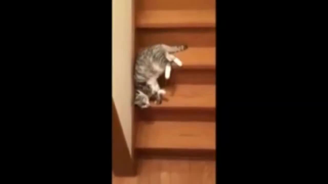 Super cat/Funny video about cats
