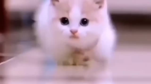 So cute cats just for cat lovers๐๐๐