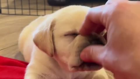 Cute dog 🐕🐕🐶🐶🐶