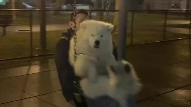 Swinging Samoyed Takes a Tumble