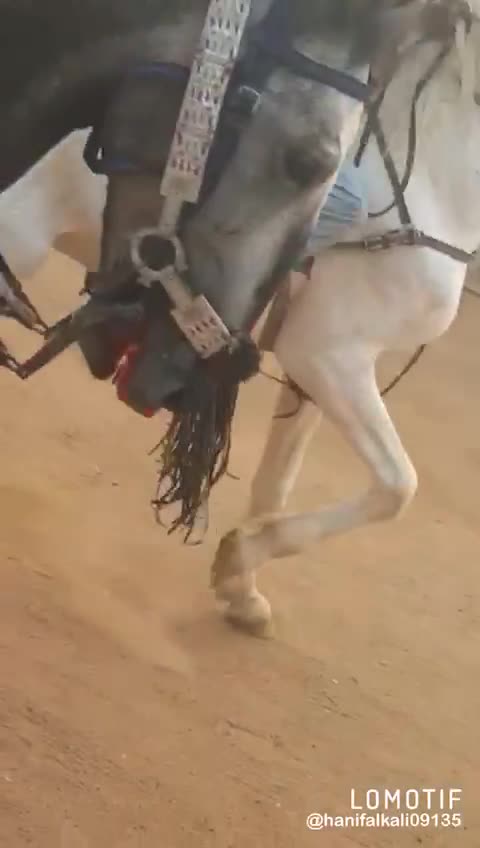 Dancing horse looking so amazing | by DolbyVision