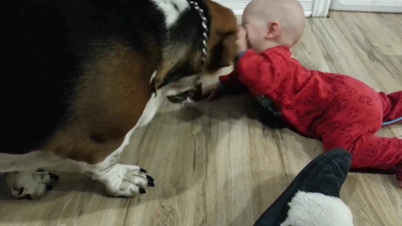 Baby twins play with basset hound