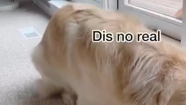 retriever adopted
