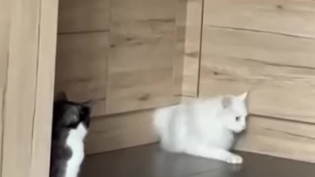 funny cats video