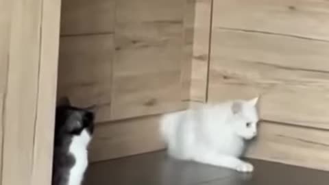 funny cats video