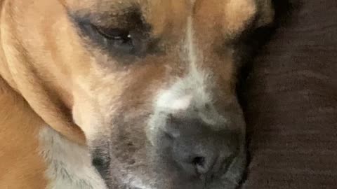 My dog again
