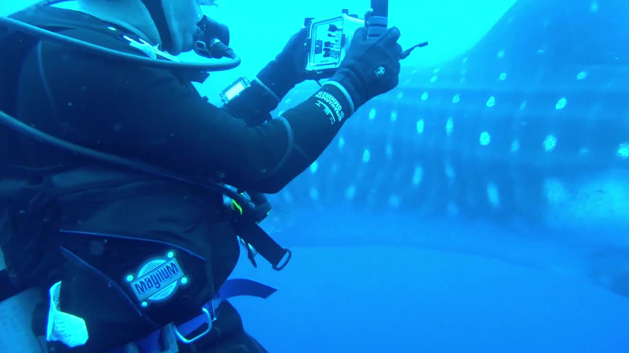 Scuba diver backpaddles out of whale shark's path