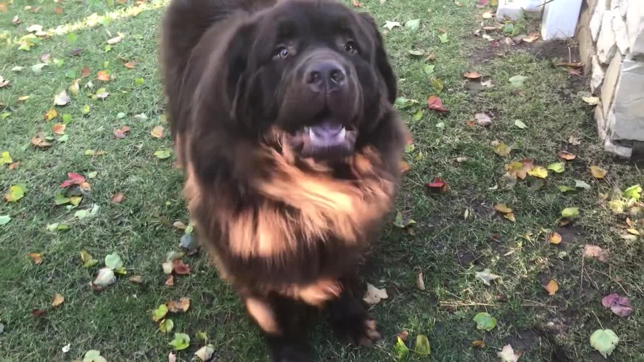 Huge Newfoundland demands his freedom