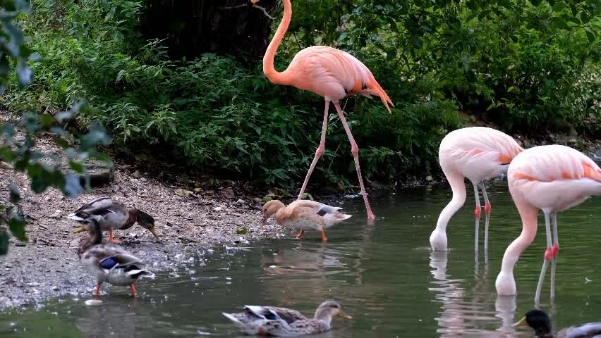 FLAMINGOS DRINKING WATER IN THE RIVER. BEAUTIFUL!