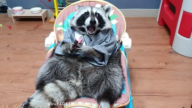 Enchanting raccoon in suit chews strawberry-flavored gum