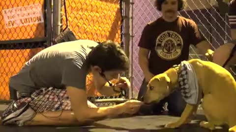 How to Train ANY DOG the Basics