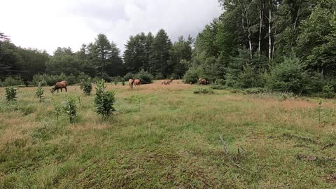 Elk