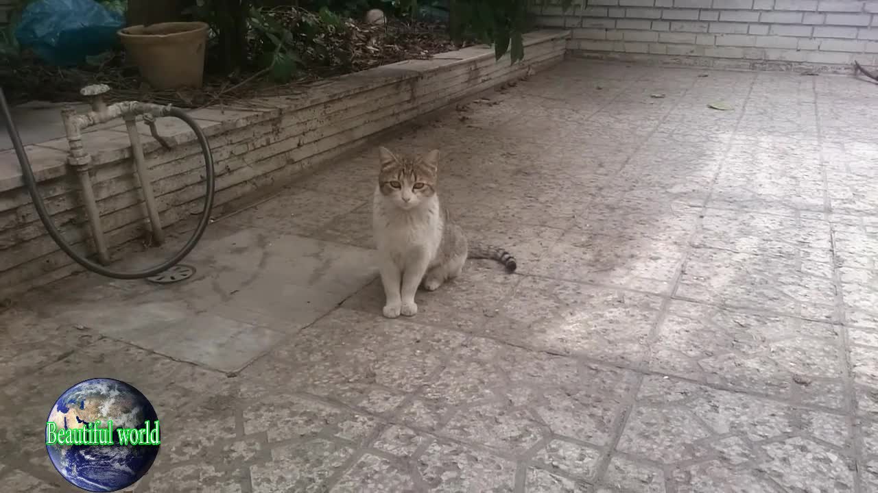 cat is playing in our backyard | Kitten | baby cat