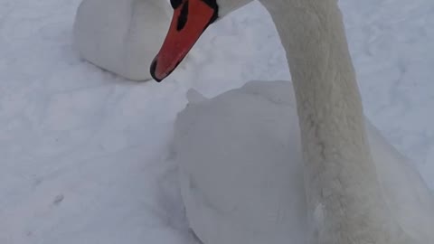 swans of the Baltic Sea