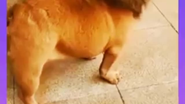 Funny videos