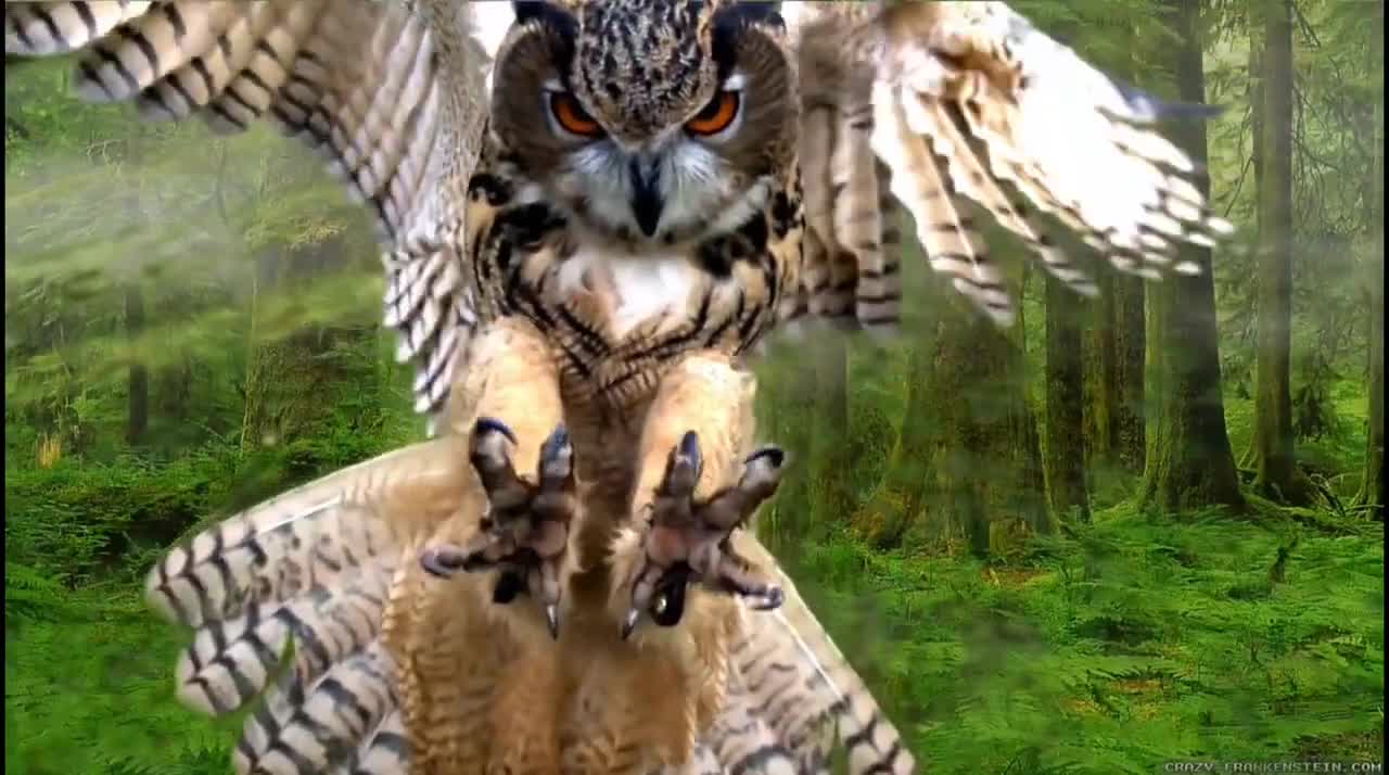 most beautiful owls on planet earth