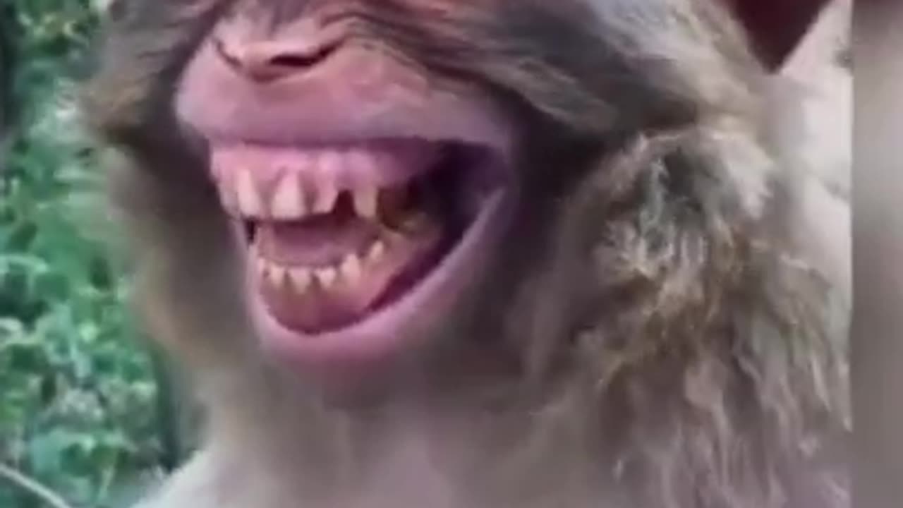 Monkey_smiling