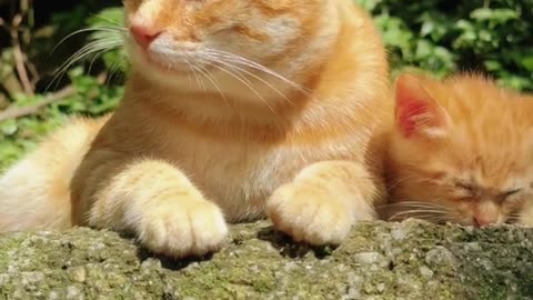 Cute Cat