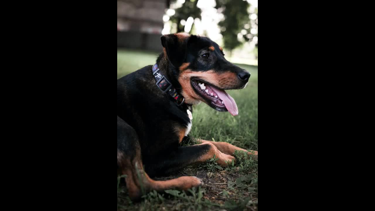 Animal rights, terrible cost