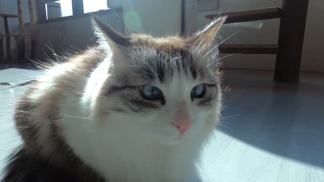 Cat Ppyona. I'm a mix of Ragdoll and Neva Masquerade.