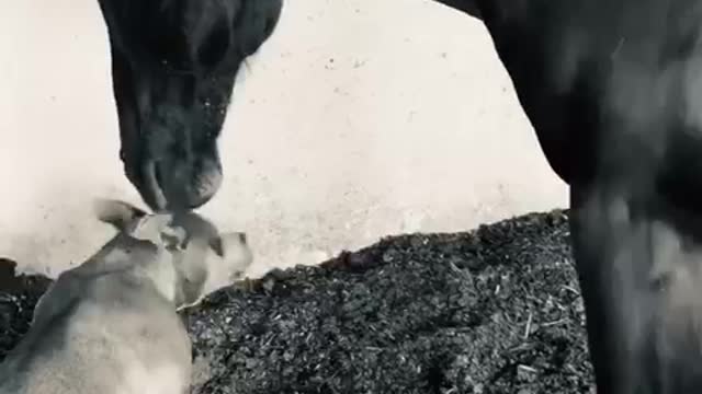 True love between horse and dog