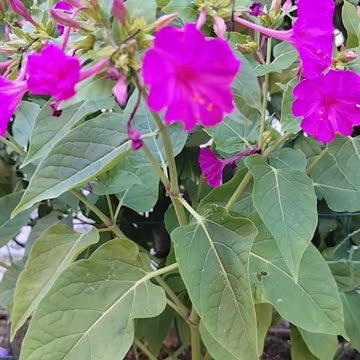 Mirabilis Jalapa