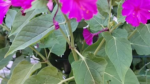 Mirabilis Jalapa