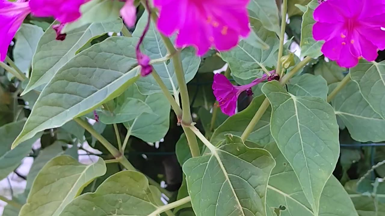 Mirabilis Jalapa