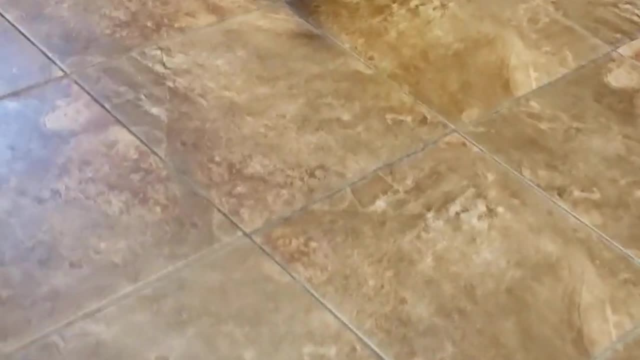Cat Screams Over Puff Ball Catch