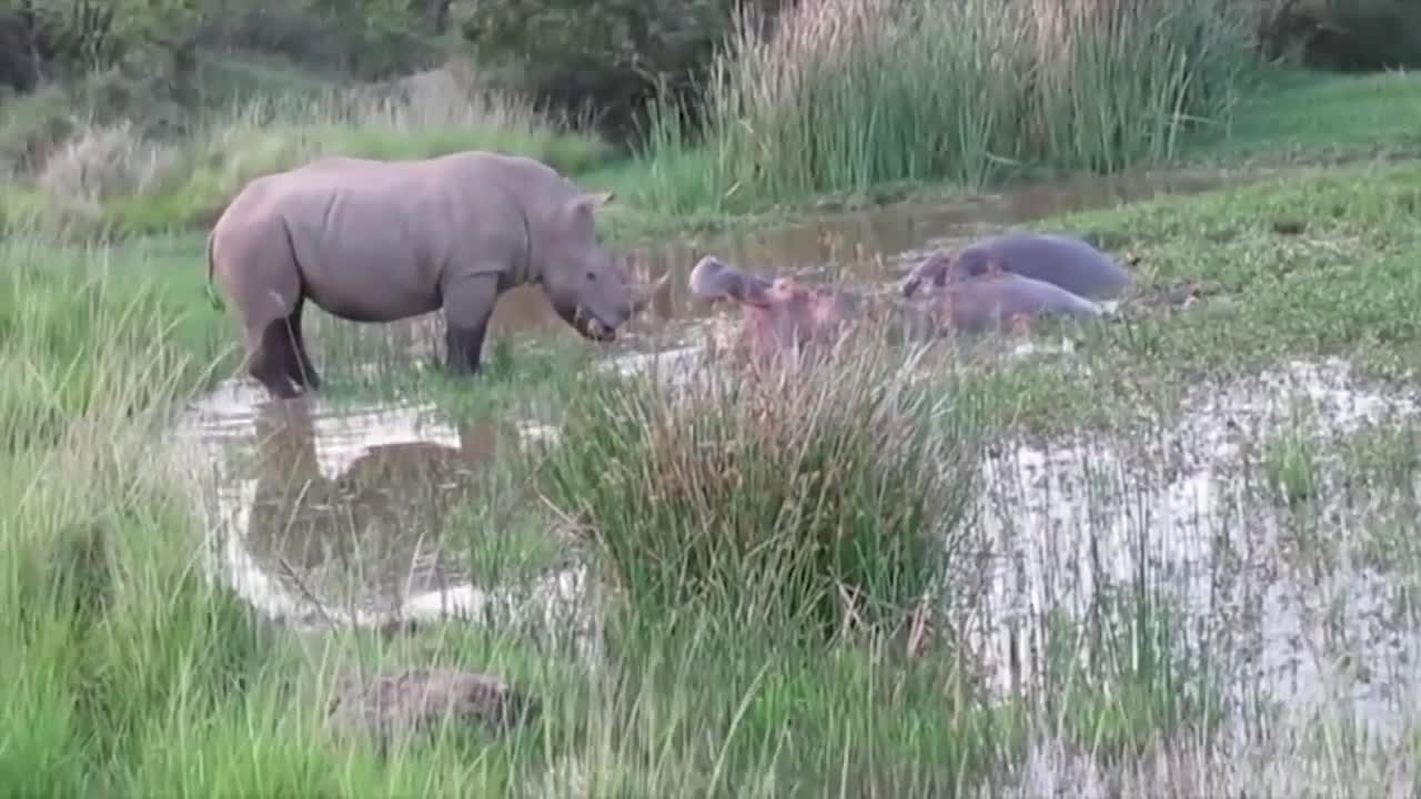 Power of Crazy Hippo - wide mouth Hippo bites everything it sees-6