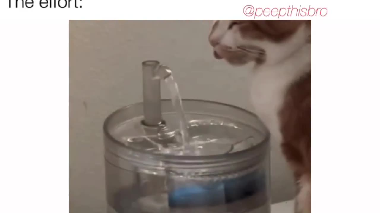 Minimal effort cat