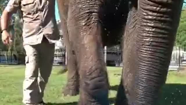 Meet Bubbles, an amazing elephant!