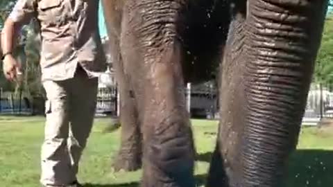 Meet Bubbles, an amazing elephant!