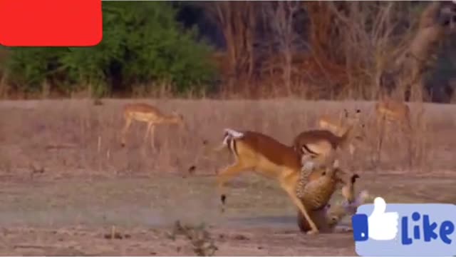 Leopard_Vs_impala_|Amazing_Hunting_Video|_#Shorts_||_Wildlife_Short_#Shorts_Animal_&_Wildlife(480p)