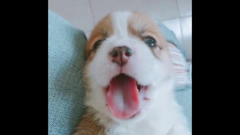 Lovely puppy