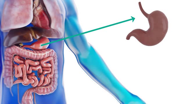 Human inner organs and learn English human body vocabulary