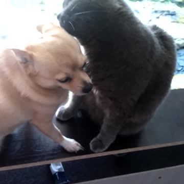 A cat licking a dog with great pleasure is friendship