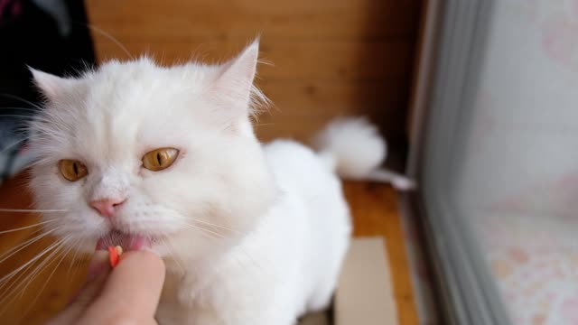 KITTEN EATING HIS PREFERRED FOOD