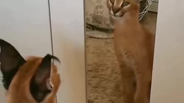 Funny reaction by cat when saw herself in mirror