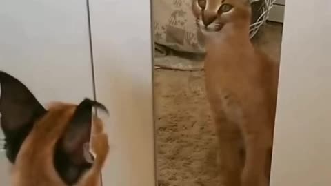 Funny reaction by cat when saw herself in mirror